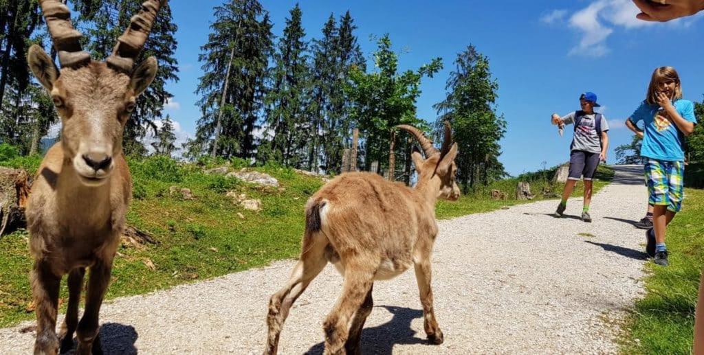 Apartment Wild - Im Skigebiet Gerlitzen & Ossiacher See Bodensdorf Eksteriør billede